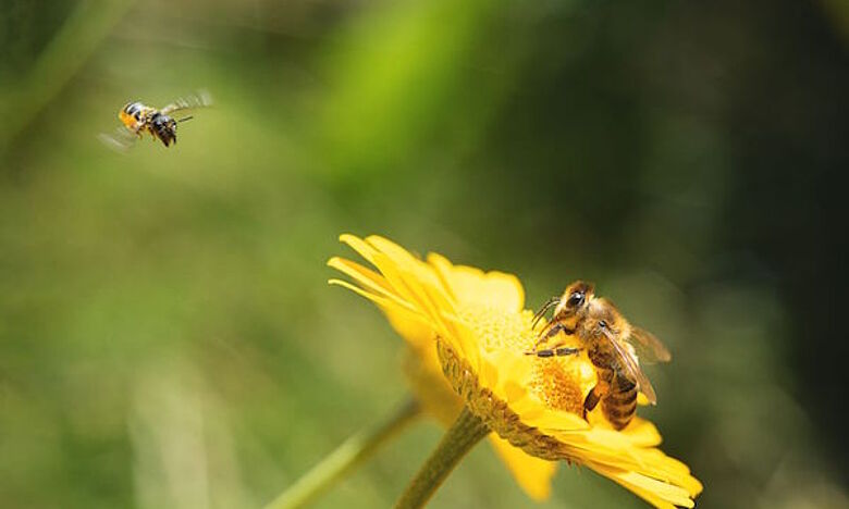 Zaruba ist Bienen-Pate: Wir sind stolz darauf.